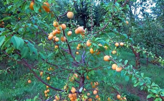 Ухаживаем за крупноплодной алычой: из личного опыта садовода