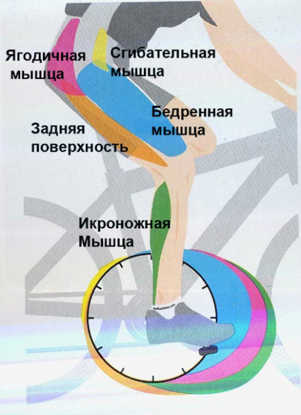 Какие мышцы работают во время поездок на велосипеде?